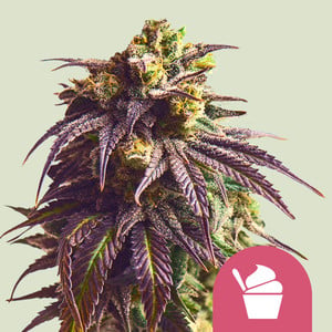 Sundae Driver von Royal Queen Seeds