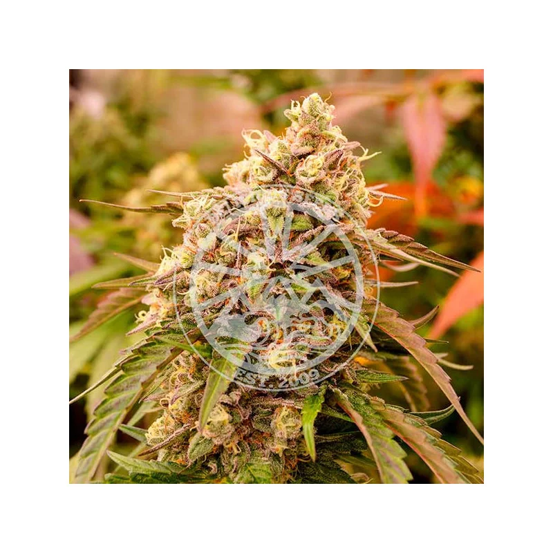 Sunday Punch von Delicious Seeds