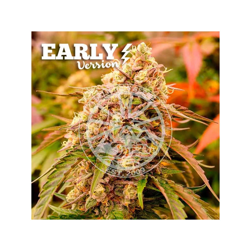 Sunday Punch Early Version von Delicious Seeds