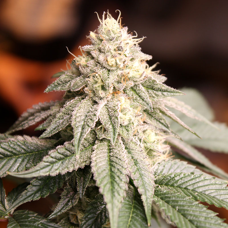 Sunset Bride von Humboldt Seed Organisation
