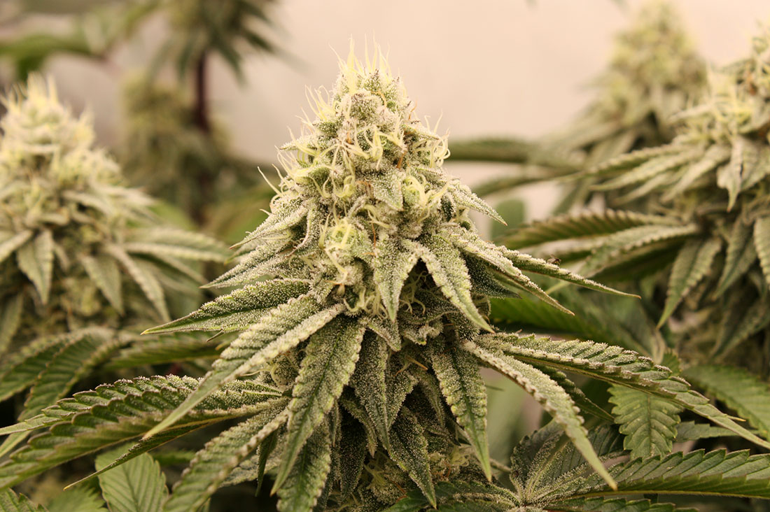 Sunset Bride von Humboldt Seed Organisation