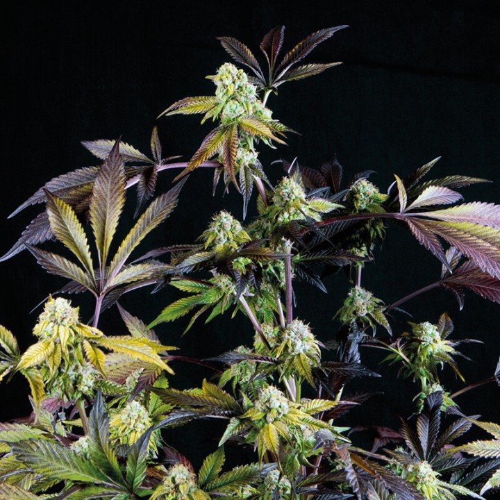 Sunset Sherbet Pyramid Seeds