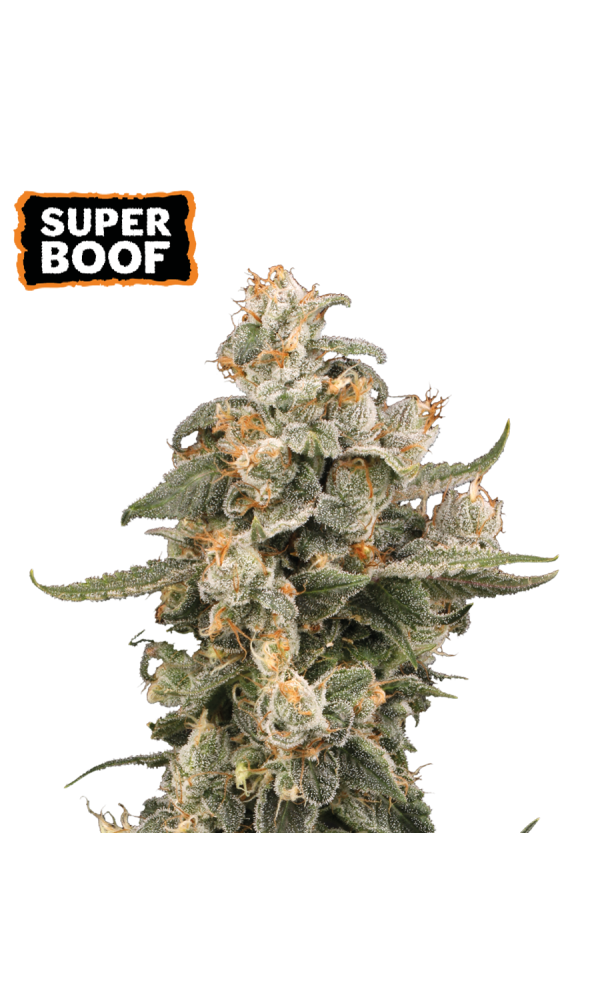 Super Boof Auto von Seedstockers