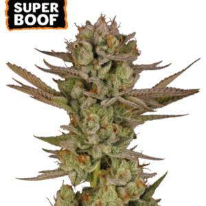 Super Boof von Seedstockers