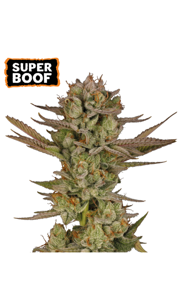 Super Boof von Seedstockers