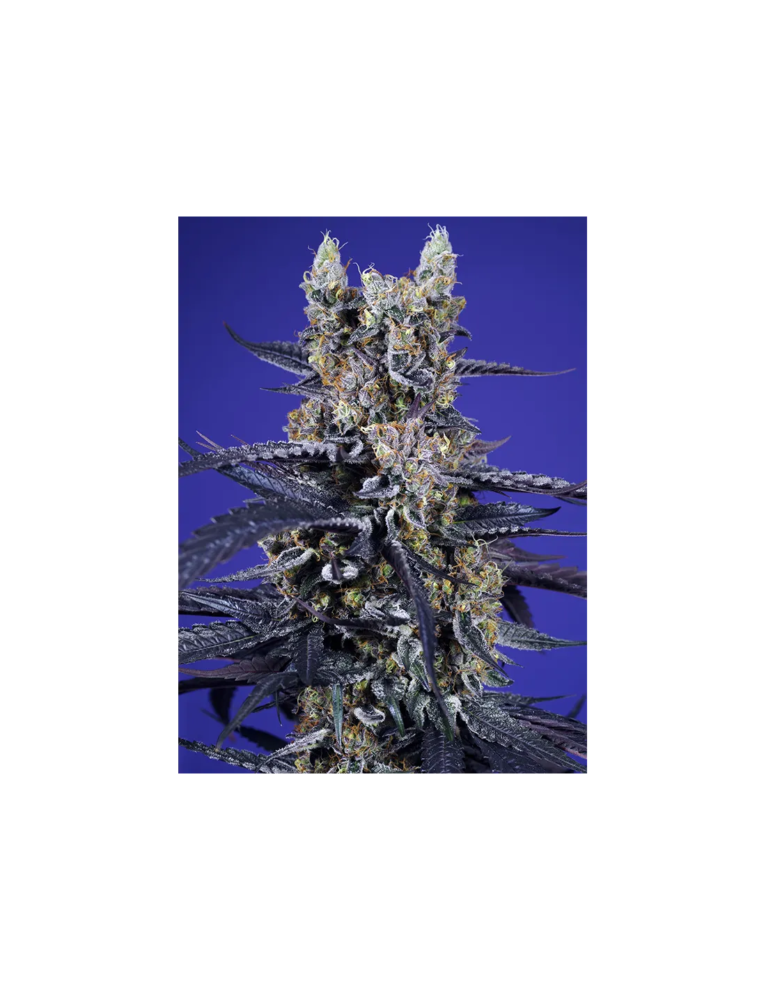 Super Boof XL Auto von Sweet Seeds
