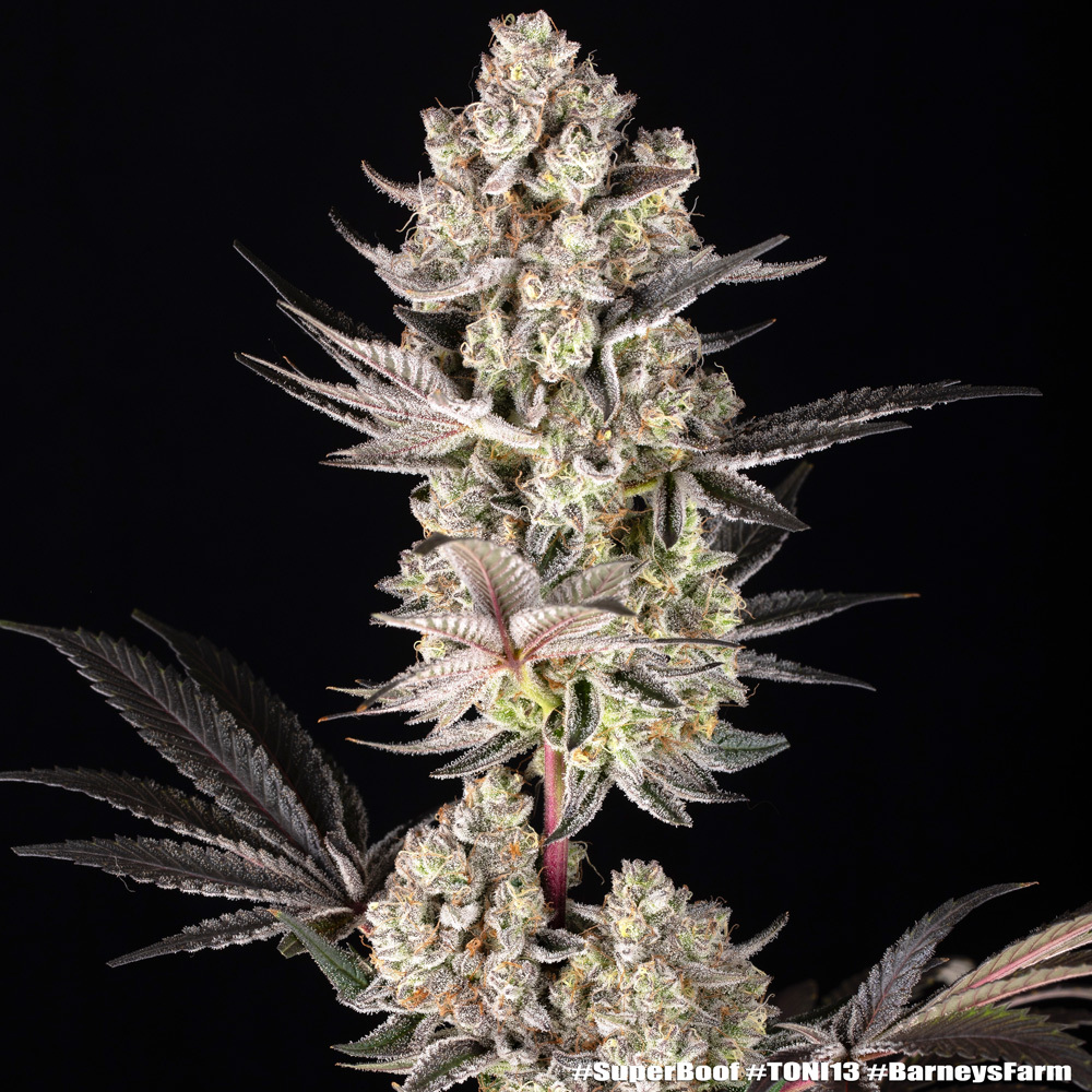 Super Boof Barney's Farm