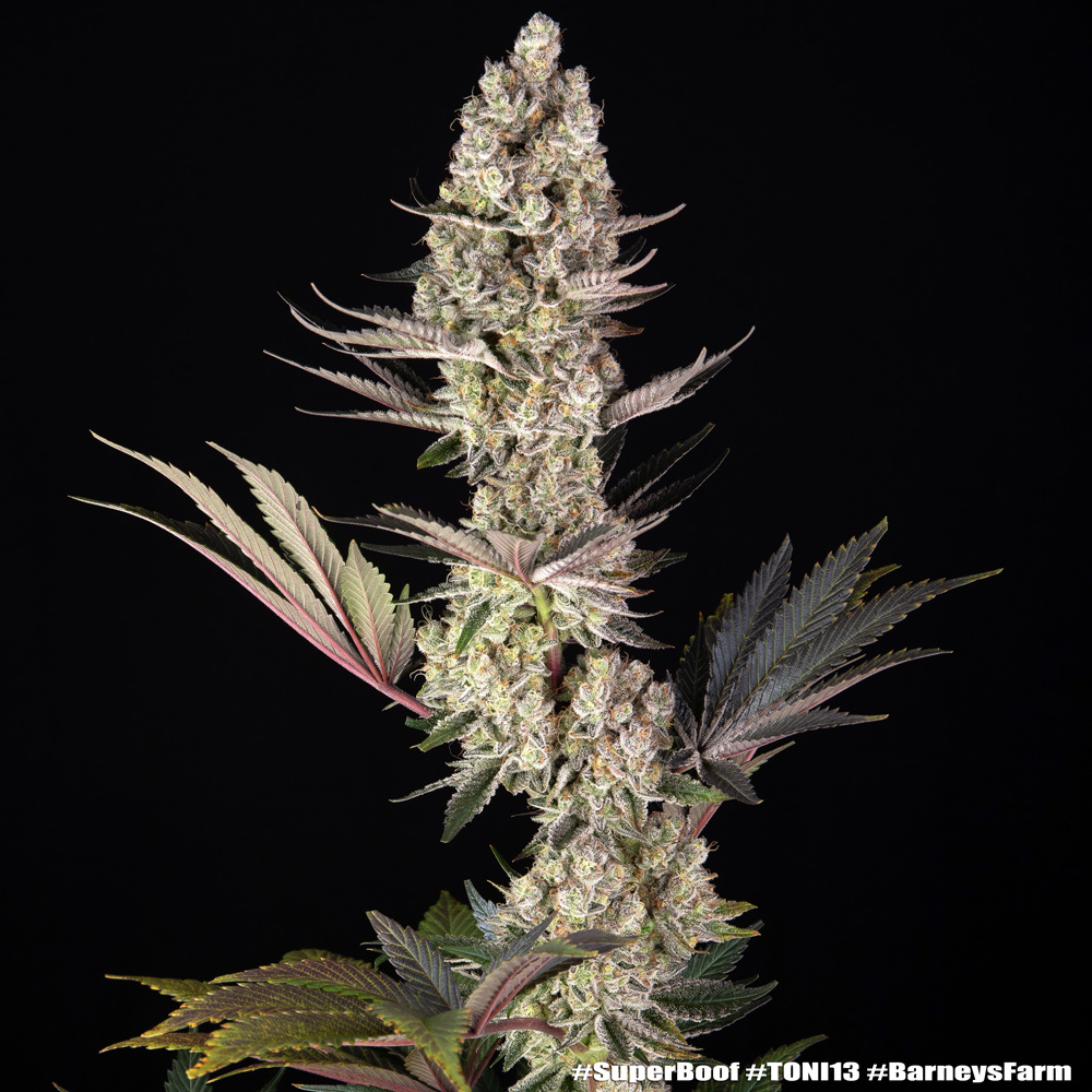 Super Boof Barney's Farm