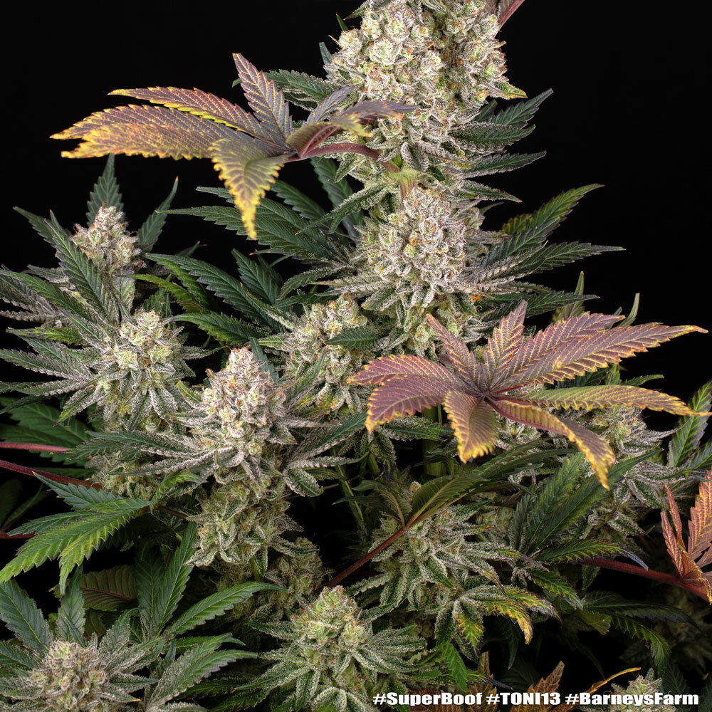 Super Boof Barney's Farm