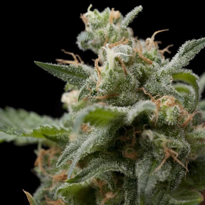 Super Hash Pyramid Seeds