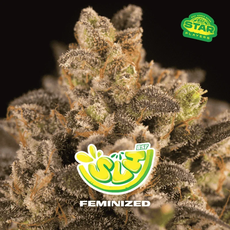 Super Lemon Haze BSF Seeds
