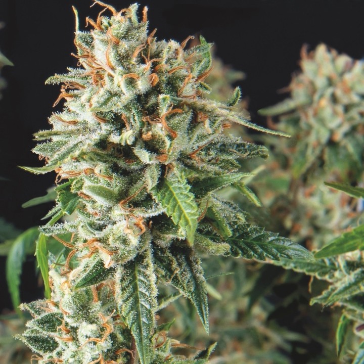 Super OG Kush Fast Pyramid Seeds