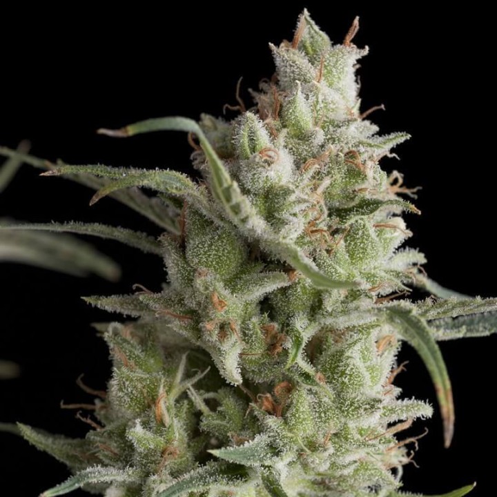 Super OG Kush Pyramid Seeds