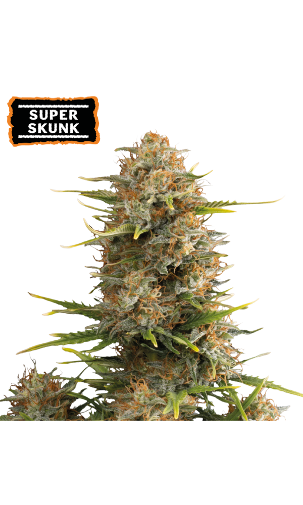 Super Skunk Auto von Seedstockers