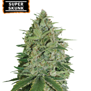 Super Skunk von Seedstockers