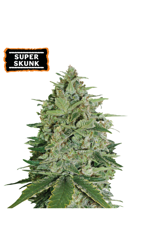 Super Skunk von Seedstockers
