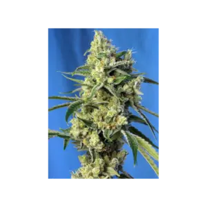 Sweet Amnesia Haze von Sweet Seeds
