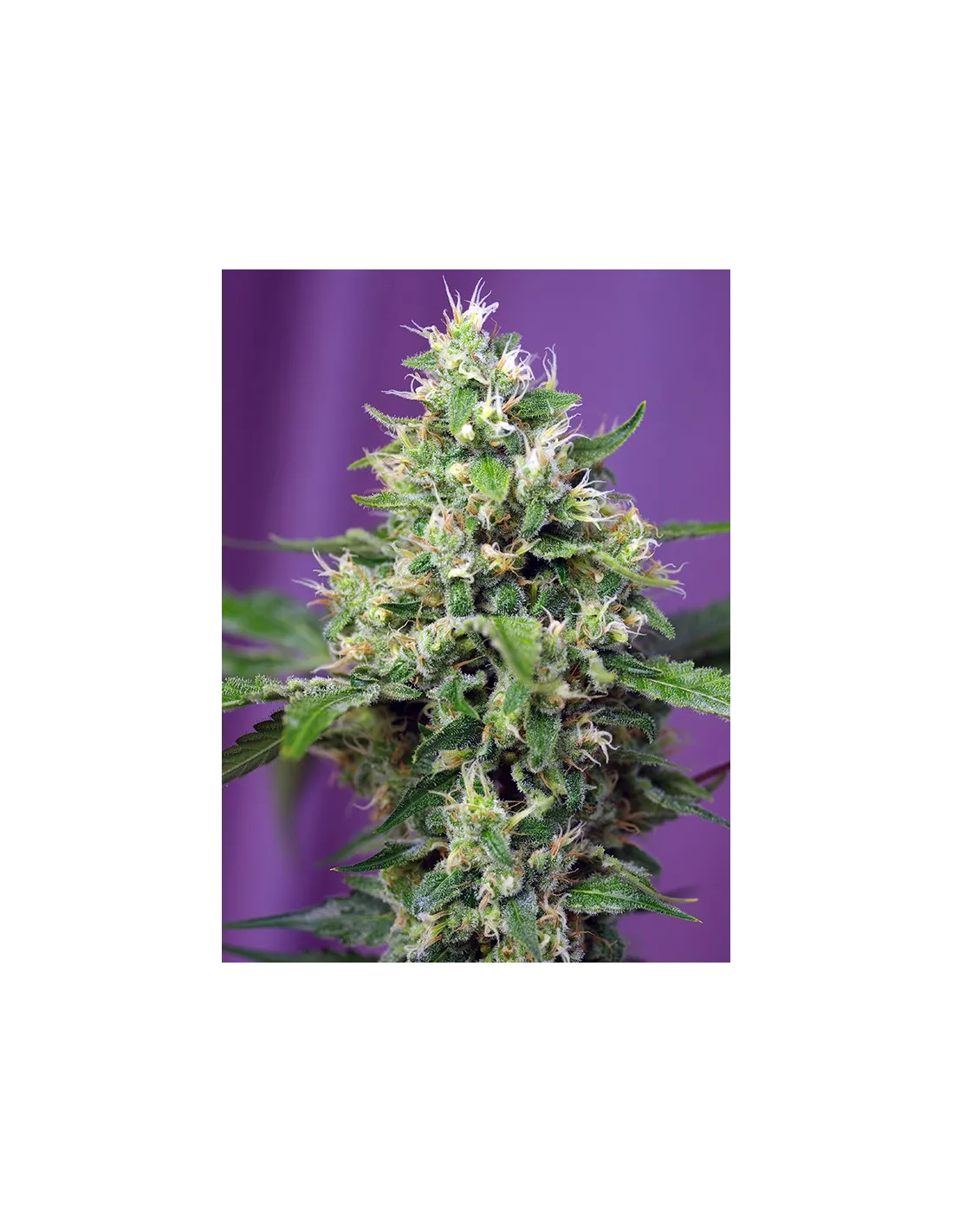 Sweet Amnesia Haze XL Auto von Sweet Seeds