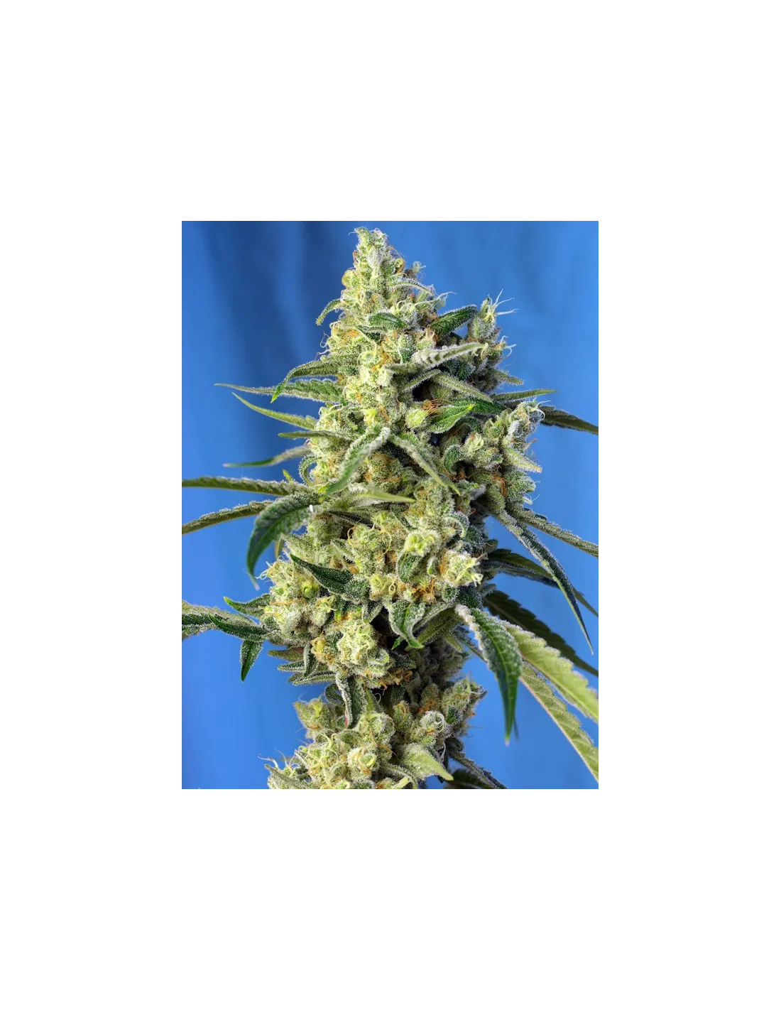 Sweet Amnesia Haze von Sweet Seeds