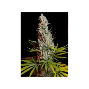 Sweet Cheese von Sweet Seeds