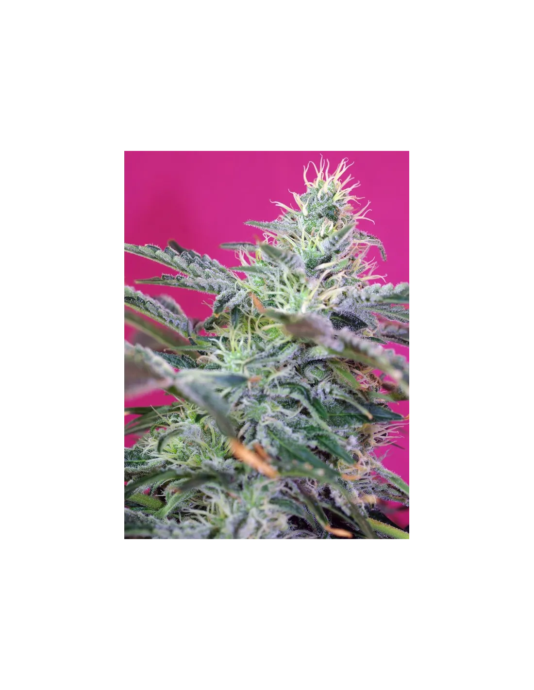 Sweet Cheese Auto von Sweet Seeds
