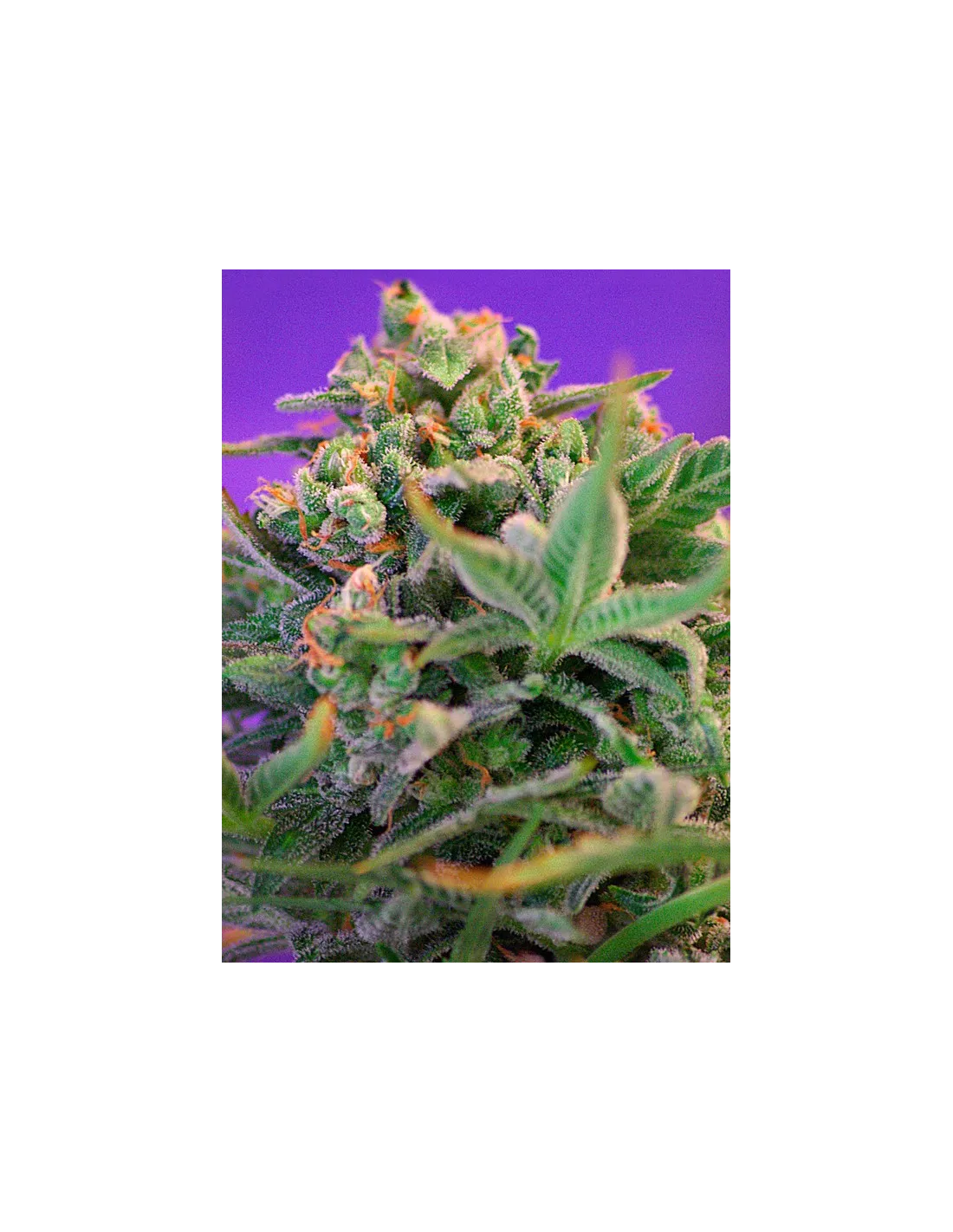 Sweet Cheese F1 Fast Version von Sweet Seeds
