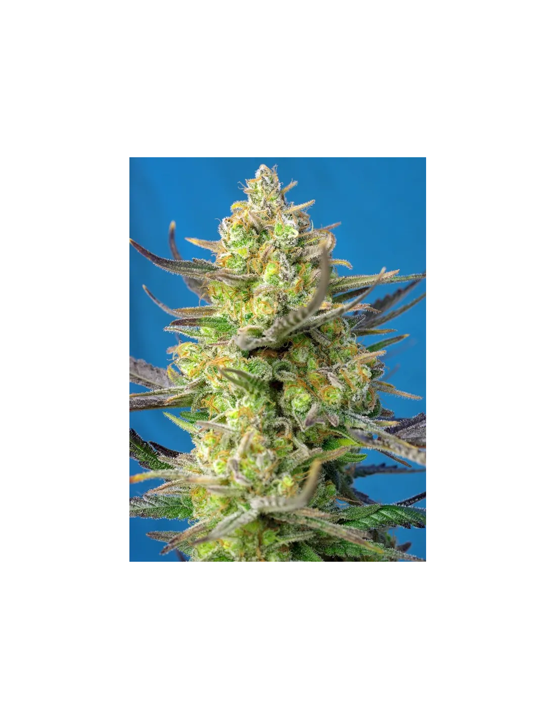 Sweet Cheese XL Auto von Sweet Seeds