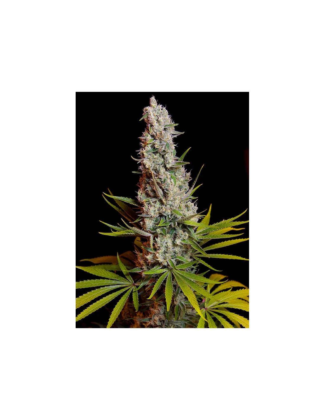 Sweet Cheese von Sweet Seeds