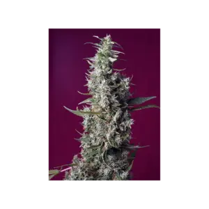 Sweet Cherry Pie von Sweet Seeds