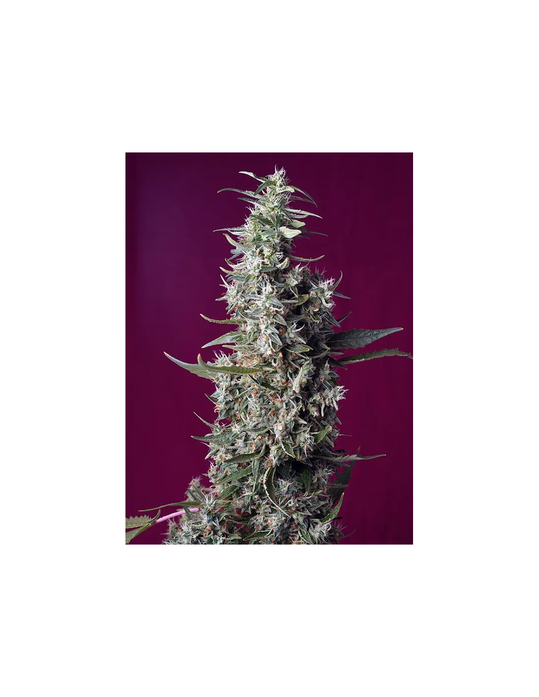 Sweet Cherry Pie von Sweet Seeds