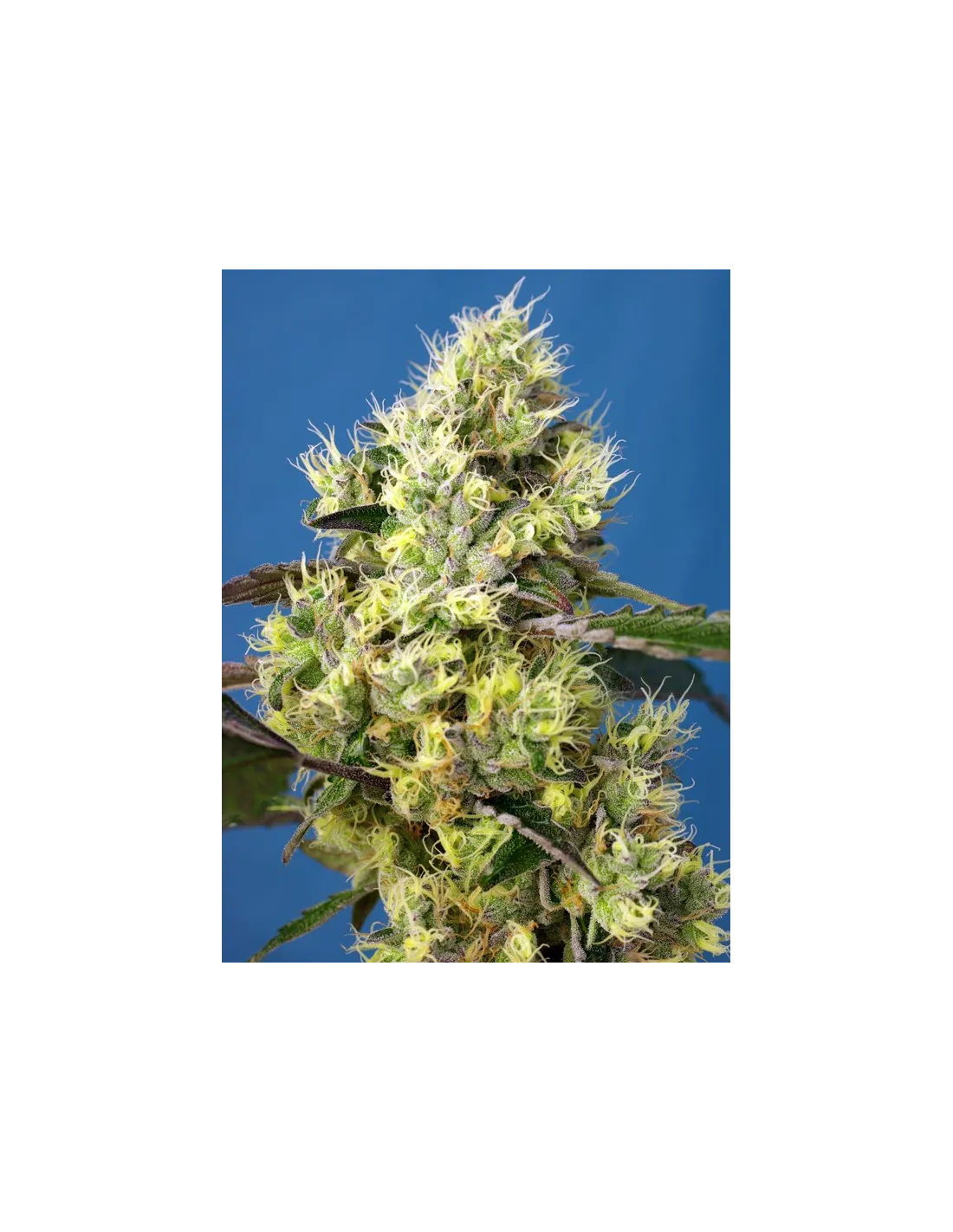 Sweet Gelato Auto von Sweet Seeds