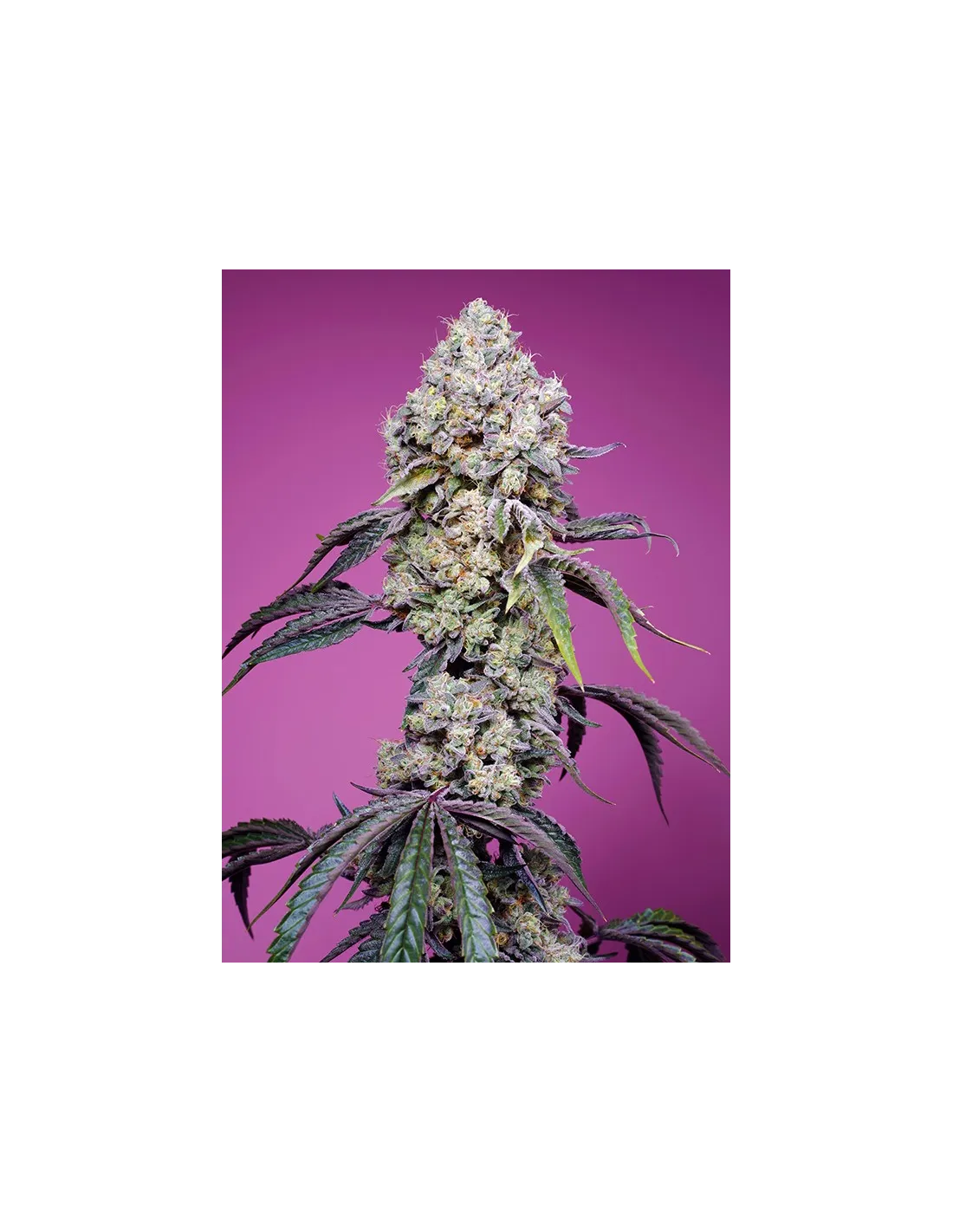Sweet Mandarine Z F1 Fast Version von Sweet Seeds