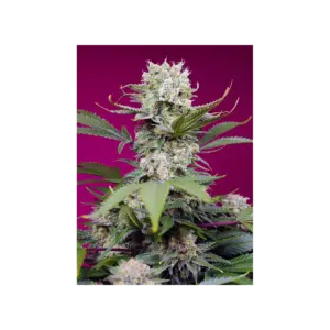 Sweet Mandarine Z XL Auto von Sweet Seeds