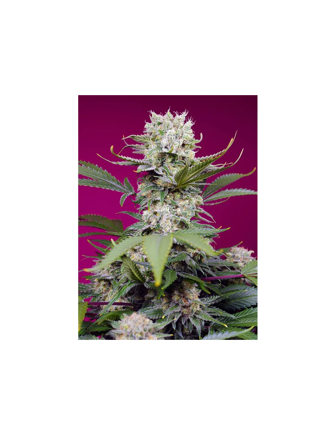 Sweet Mandarine Z XL Auto von Sweet Seeds