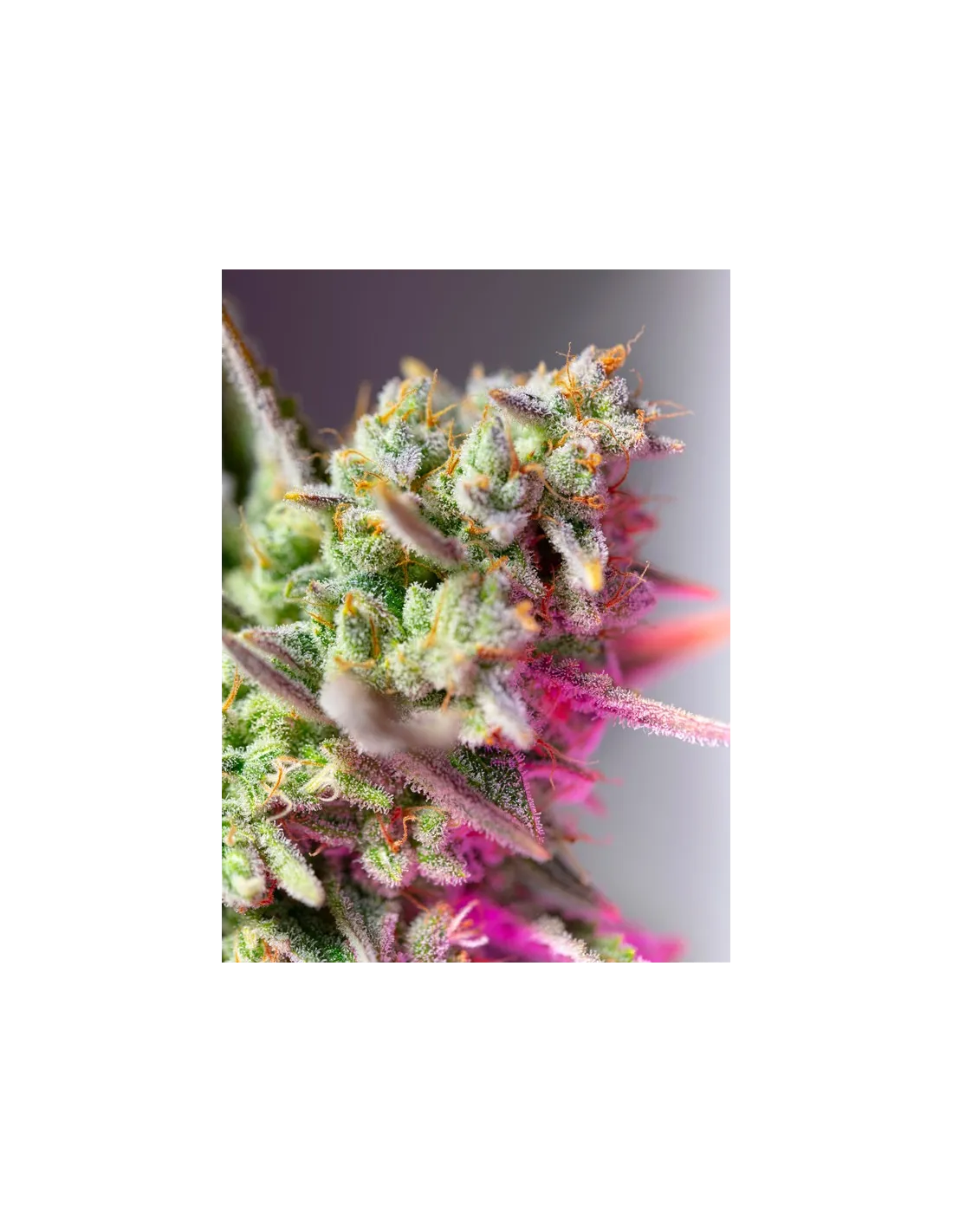 Sweet Mimosa XL Auto von Sweet Seeds