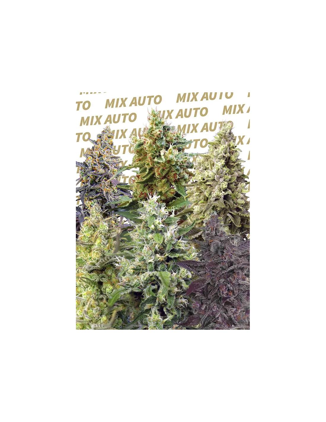 Sweet Mix Auto von Sweet Seeds