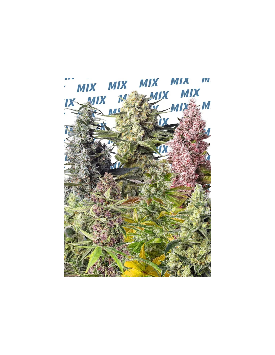 Sweet Mix Photoperiod-Dependent von Sweet Seeds