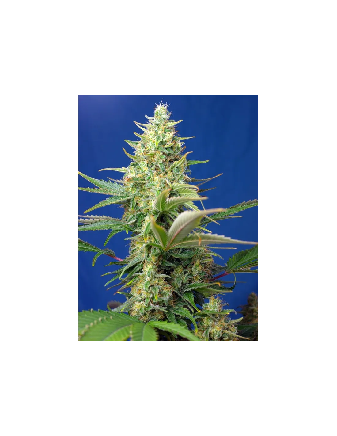 Sweet Pure Auto CBD von Sweet Seeds