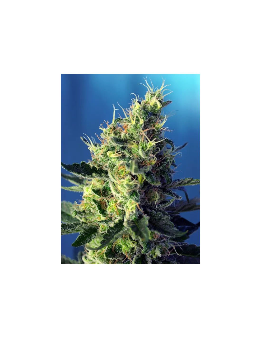 Sweet Pure CBD von Sweet Seeds
