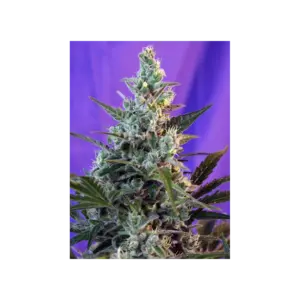 Sweet Skunk Auto von Sweet Seeds