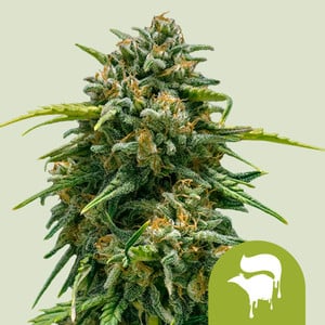 Sweet Skunk Auto von Royal Queen Seeds