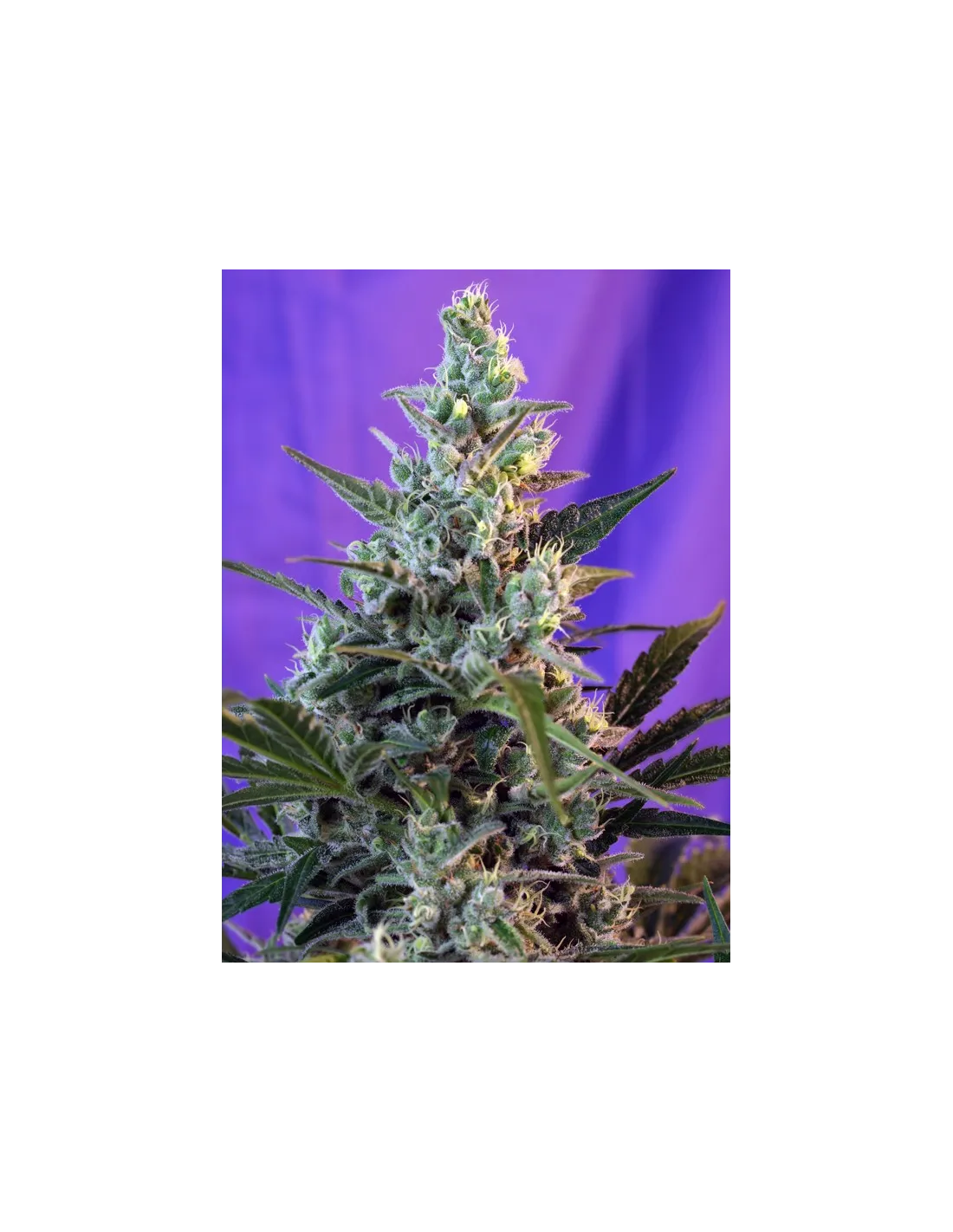 Sweet Skunk F1 Fast Version 100 St. Sweet Seeds