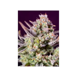 Sweet Z XL Auto von Sweet Seeds