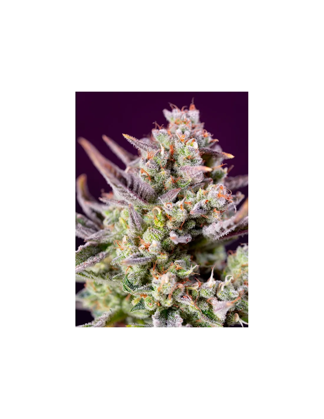 Sweet Z XL Auto von Sweet Seeds
