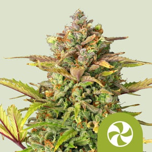 Sweet ZZ Auto von Royal Queen Seeds