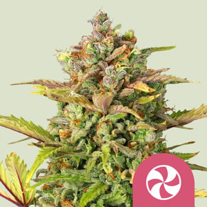 Sweet ZZ von Royal Queen Seeds