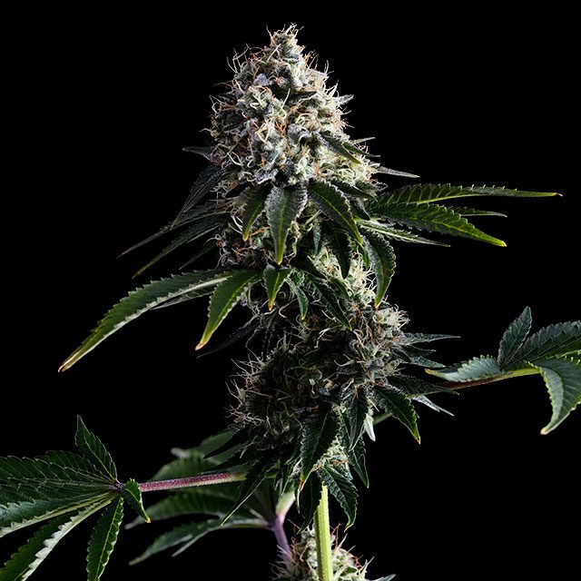 Swiss Dream CBD von Kannabia Seed Company