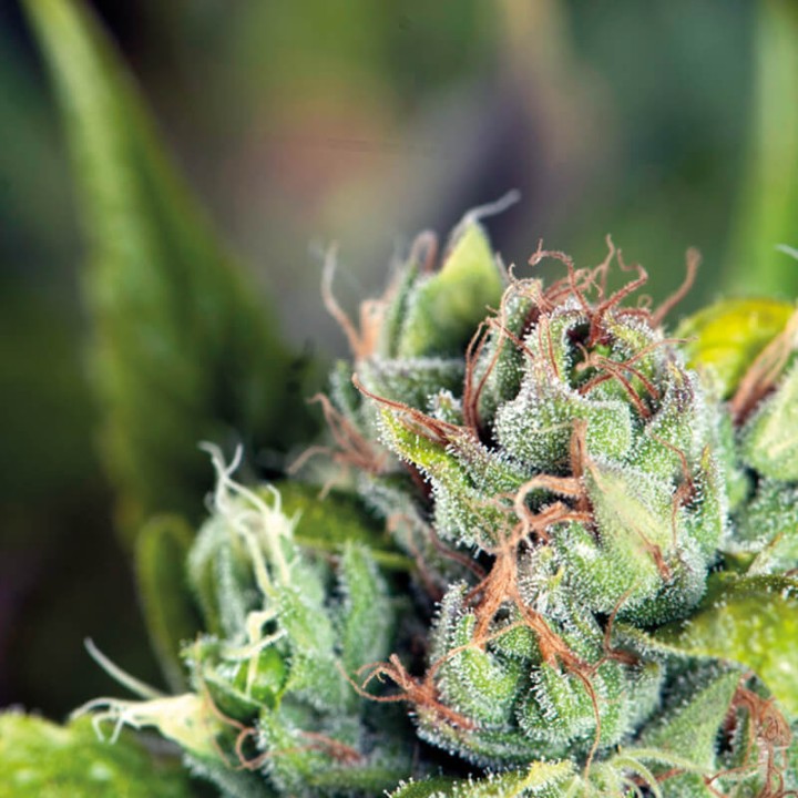 Tahoe Cure Pyramid Seeds
