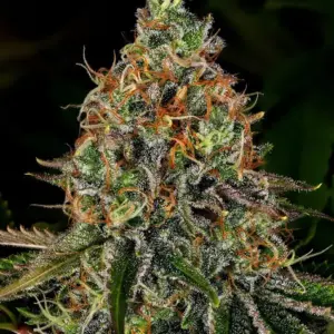 Tangerine Dream Auto Barney's Farm