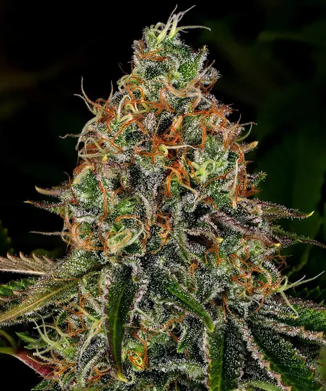 Tangerine Dream Auto Barney's Farm